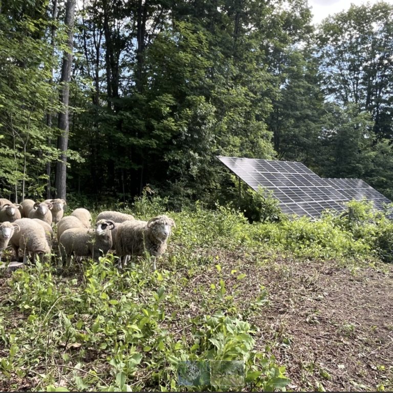 sheep blog 2