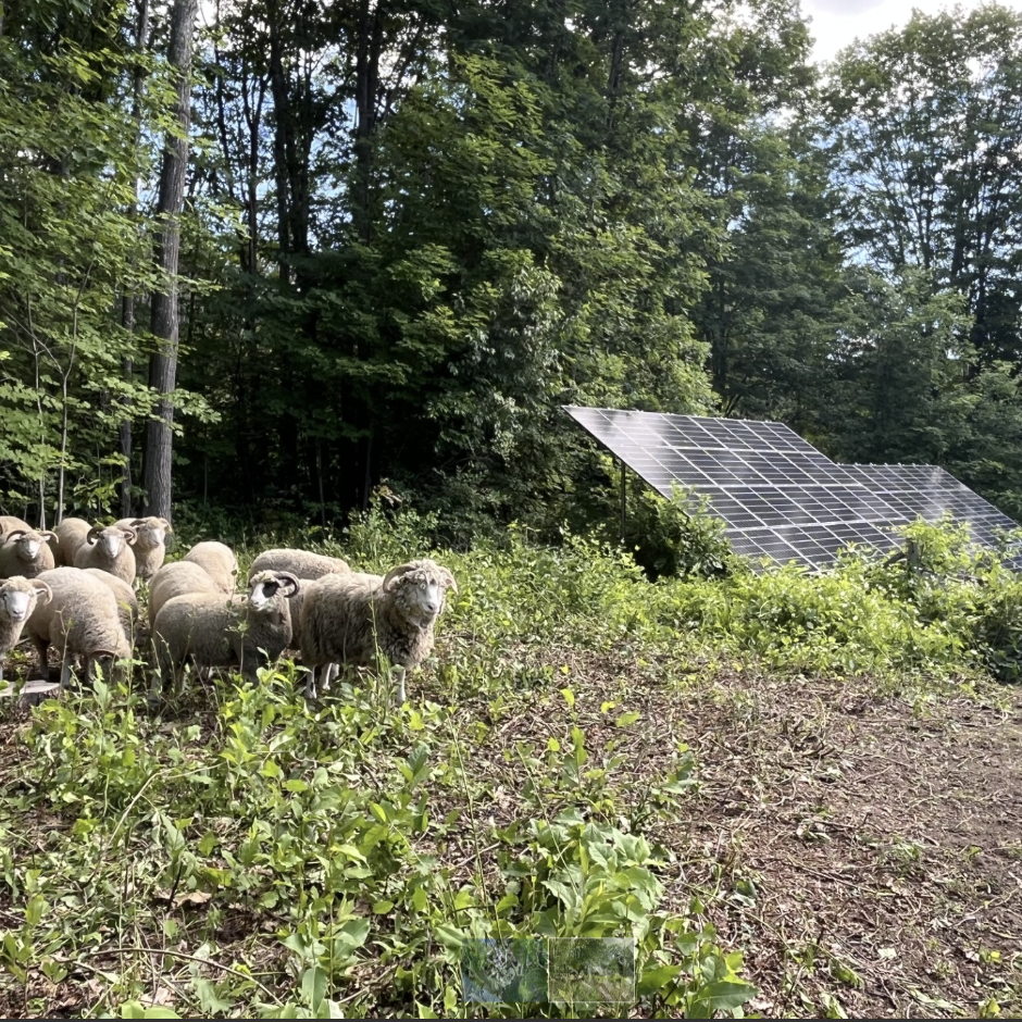 sheep blog 2